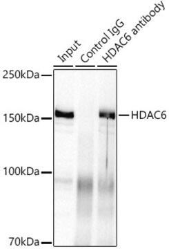 Anti-HDAC6 Antibody, clone 9V1W2, Rabbit Monoclonal