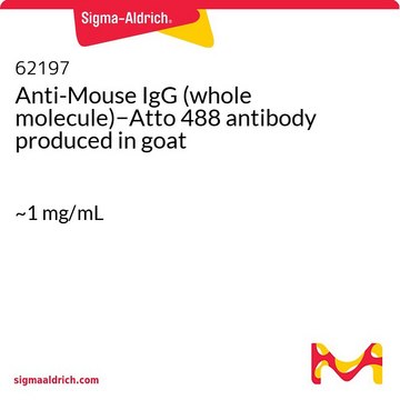 Anti-Maus-IgG (Gesamtmolekül)&#8722;Atto 488 in Ziege hergestellte Antikörper ~1&#160;mg/mL