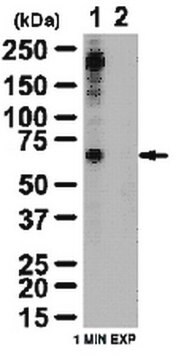 抗リン酸化TAK1（Ser412）抗体 from rabbit, purified by affinity chromatography