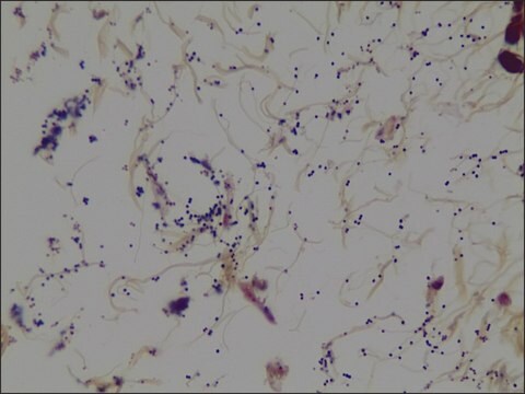 Szkiełka kontrolne do barwienia metodą Grama 2863 mouse lung tissue containing Staphylococcus aureus and Escherichia coli