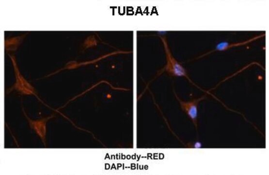 抗TUBA4A抗体 ウサギ宿主抗体 affinity isolated antibody