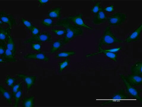 Anti-SPO11 antibody produced in rabbit purified immunoglobulin, buffered aqueous solution