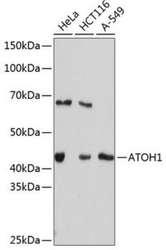 Anti-ATOH1 antibody produced in rabbit