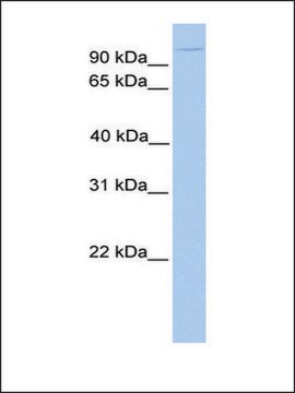 Anti-NUP98 antibody produced in rabbit affinity isolated antibody