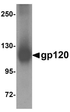 Anti-gp120 antibody produced in rabbit affinity isolated antibody