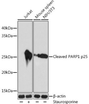 Anti- Cleaved PARP1 p25 antibody produced in rabbit