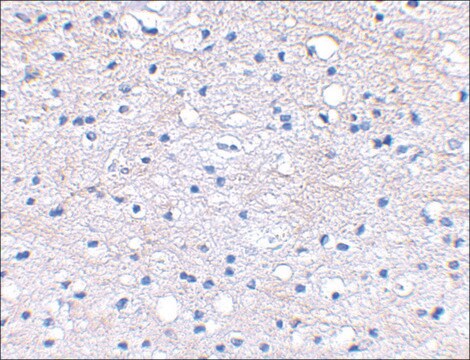 Anti-BRAL1 antibody produced in rabbit affinity isolated antibody, buffered aqueous solution