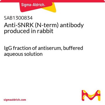 Anti-SNRK (N-term) antibody produced in rabbit IgG fraction of antiserum, buffered aqueous solution