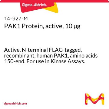 PAK1 Protein, active, 10 &#181;g Active, N-terminal FLAG-tagged, recombinant, human PAK1, amino acids 150-end. For use in Kinase Assays.