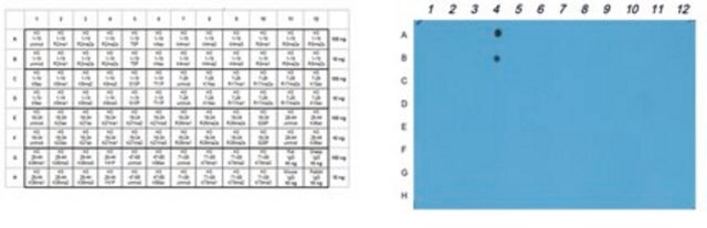 抗-二甲基组蛋白 H3（Arg2），对称抗体 serum, from rabbit