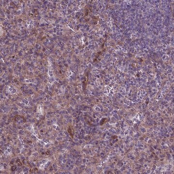 Anti-FLT4 antibody produced in rabbit Prestige Antibodies&#174; Powered by Atlas Antibodies, affinity isolated antibody