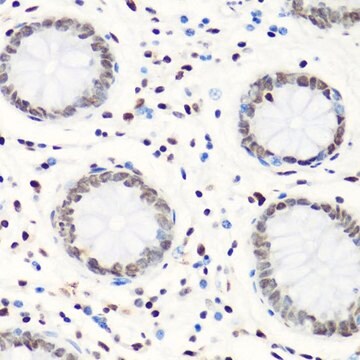 Anti-MonoMethyl-Histone H4-R3 antibody produced in rabbit