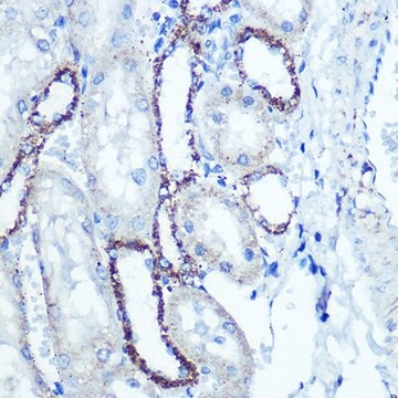 Anti-ATPB antibody produced in rabbit