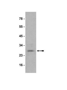 Anticorps anti-HP1&#945;, clone&nbsp;15.19s2 clone 15.19s2, Upstate&#174;, from mouse