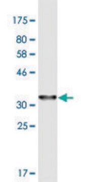 Monoclonal Anti-PPP3CC antibody produced in mouse clone 4D1, purified immunoglobulin, buffered aqueous solution