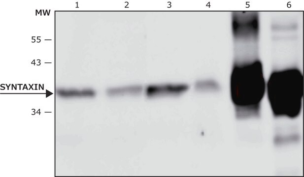 抗-突触融合蛋白抗体，小鼠单克隆 clone HPC-1, purified from hybridoma cell culture