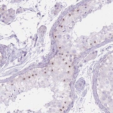 Anti-PNMA3 antibody produced in rabbit Prestige Antibodies&#174; Powered by Atlas Antibodies, affinity isolated antibody, buffered aqueous glycerol solution