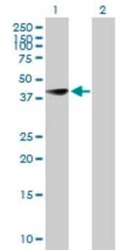 Anti-CEBPB antibody produced in mouse purified immunoglobulin, buffered aqueous solution