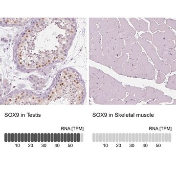 抗SOX9 ウサギ宿主抗体 Prestige Antibodies&#174; Powered by Atlas Antibodies, affinity isolated antibody, buffered aqueous glycerol solution