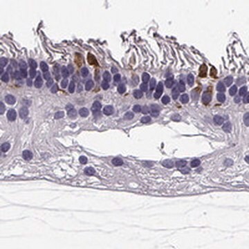 Anti-RD3 antibody produced in rabbit Prestige Antibodies&#174; Powered by Atlas Antibodies, affinity isolated antibody