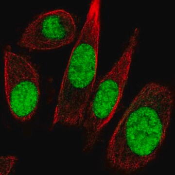 Anti-GTF2E1 antibody produced in rabbit Prestige Antibodies&#174; Powered by Atlas Antibodies, affinity isolated antibody