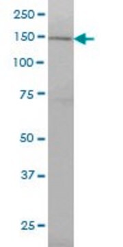 Monoclonal Anti-RNF123 antibody produced in mouse clone 3F8, purified immunoglobulin, buffered aqueous solution