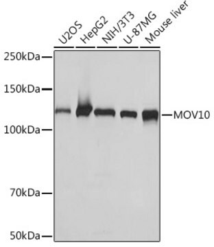 Anti-MOV10 Antibody, clone 1M7M9, Rabbit Monoclonal