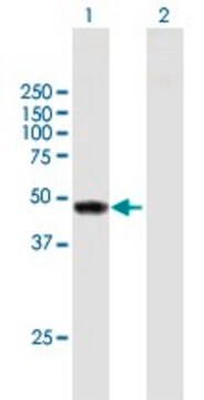 Anti-TYW1 antibody produced in mouse purified immunoglobulin, buffered aqueous solution