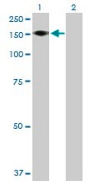 Anti-ADAMTS18 antibody produced in mouse purified immunoglobulin, buffered aqueous solution