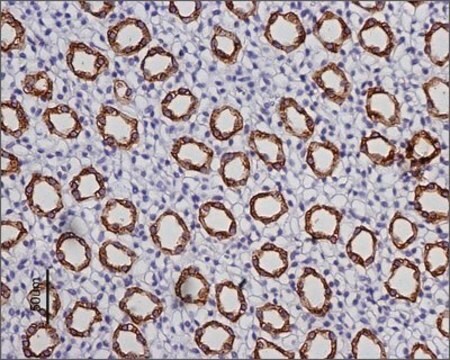 抗-水通道蛋白2 兔抗 IgG fraction of antiserum, lyophilized powder