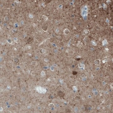 Monoclonal Anti-NECAB2 antibody produced in mouse Prestige Antibodies&#174; Powered by Atlas Antibodies, clone CL0524, purified immunoglobulin, buffered aqueous glycerol solution