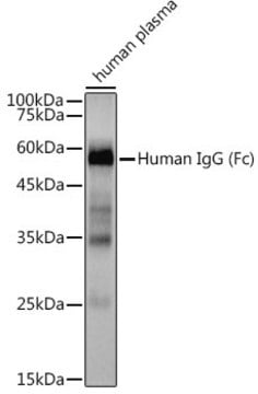 Anti-Human IgG Antibody, clone 1U6H0, Rabbit Monoclonal