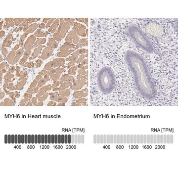 抗MYH6 ウサギ宿主抗体 Prestige Antibodies&#174; Powered by Atlas Antibodies, affinity isolated antibody, buffered aqueous glycerol solution