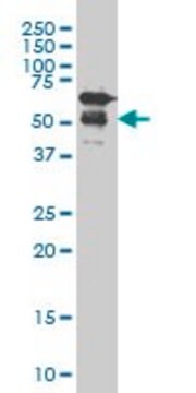 ANTI-RARA antibody produced in mouse clone 4B3, purified immunoglobulin, buffered aqueous solution