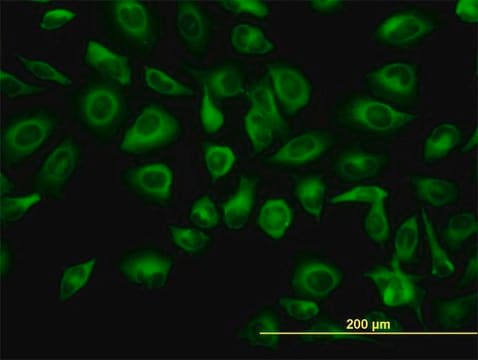 Monoclonal Anti-TUBA6 antibody produced in mouse clone S11, purified immunoglobulin, buffered aqueous solution