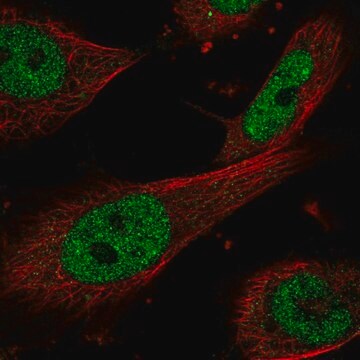 Anti-ERCC1 antibody produced in rabbit Prestige Antibodies&#174; Powered by Atlas Antibodies, affinity isolated antibody