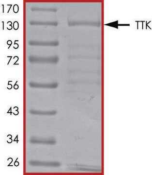 TTK, active, GST tagged human PRECISIO&#174; Kinase, recombinant, expressed in baculovirus infected Sf9 cells, &#8805;70% (SDS-PAGE), buffered aqueous glycerol solution