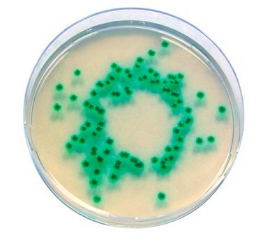 Enterobacter Sakazakii Agar for microbiology Chromocult&#174;