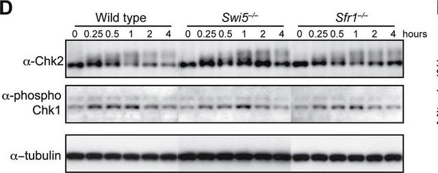 Anticorpo anti-Chk2, clone 7 clone 7, Upstate&#174;, from mouse