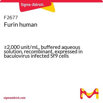 Furin human &#8805;2,000&#160;unit/mL, buffered aqueous solution, recombinant, expressed in baculovirus infected Sf9 cells