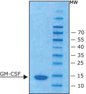 顆粒球マクロファージコロニー刺激因子 マウス由来 GM-CSF, from mouse, recombinant, expressed in E. coli, lyophilized powder, suitable for cell culture