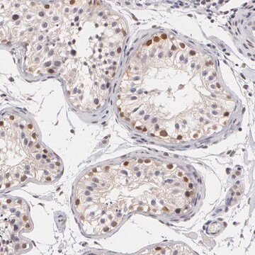 抗ZBTB16 ウサギ宿主抗体 Prestige Antibodies&#174; Powered by Atlas Antibodies, affinity isolated antibody, buffered aqueous glycerol solution