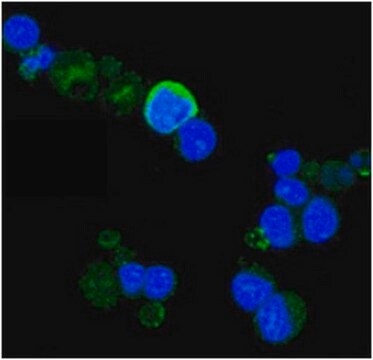 Anti-TrkA Antibody, clone 6B2 ascites fluid, clone 6B2, from mouse