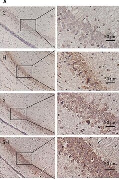 Anti-Neuroglobin ウサギ宿主抗体 ~1.2&#160;mg/mL, affinity isolated antibody, buffered aqueous solution