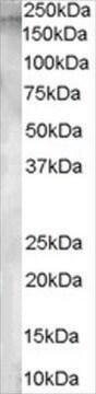 抗アミノペプチダーゼA抗体 ヤギ宿主抗体 affinity isolated antibody, buffered aqueous solution