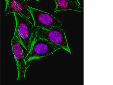 Anticuerpo anti-HuR from rabbit, purified by affinity chromatography