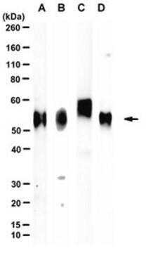 Anti-TMEM30A Antibody, clone 7F4