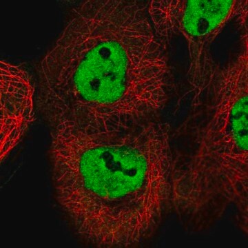 Anti-ESRP2 antibody produced in rabbit Prestige Antibodies&#174; Powered by Atlas Antibodies, affinity isolated antibody