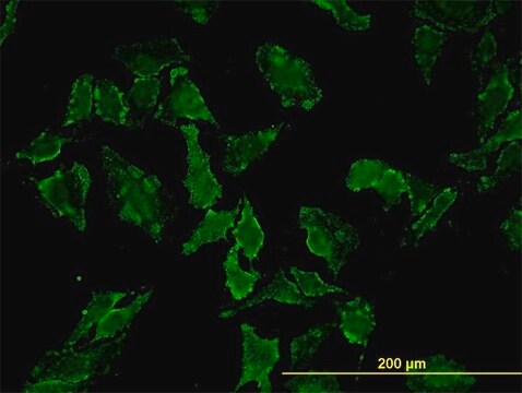 Monoclonal Anti-HFE antibody produced in mouse clone 1G12, purified immunoglobulin, buffered aqueous solution