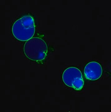 BioTracker NucView&#174;&nbsp;405 Caspase-3-Farbstoff, blau (DMSO) Live cell imaging apoptosis dye for caspase-3/7 enzyme activity used to detect programmed cell death using fluorescence microscopy or flow cytometry applications.